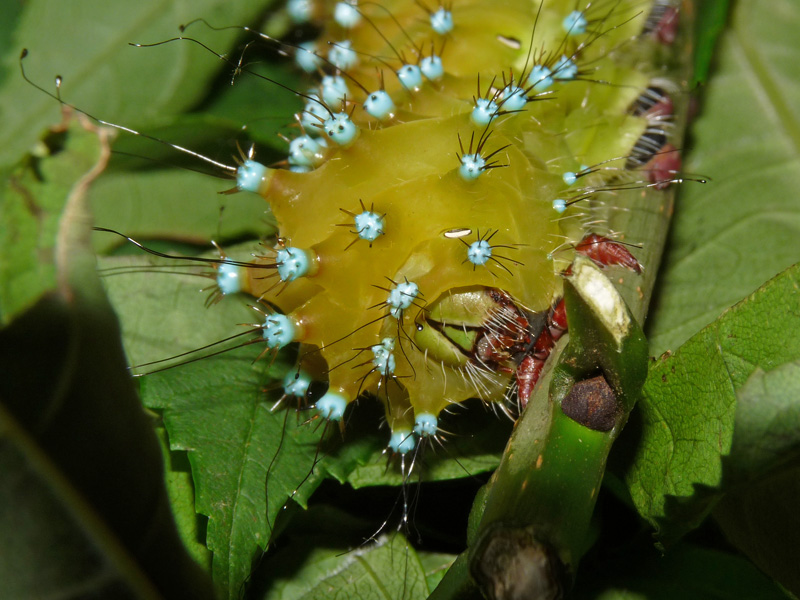 Saturnia pyri